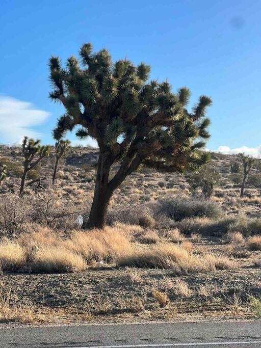 Joshua Tree National Park - Cozy Palms Getaway Daire Twentynine Palms Dış mekan fotoğraf